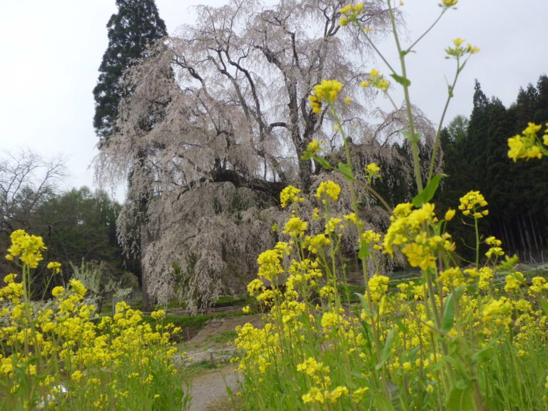 【さくら紀行】　水中の枝垂れ桜　菜の花・水仙も咲き春うらら！高山桜回廊！