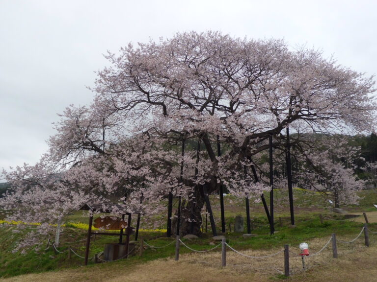 【さくら紀行】　黒部のアズマヒガン桜　北信五岳・北アルプスを背景に！　