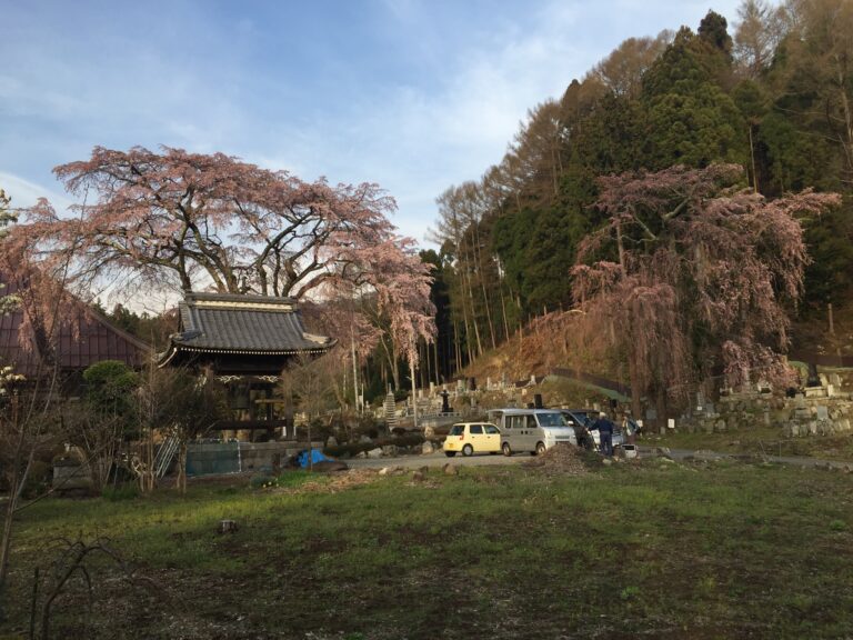 【さくら紀行】　萬龍寺　それぞれの桜咲き競う！　見事なり！　