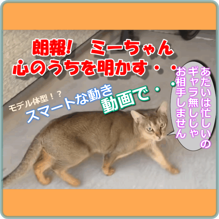【かわいい猫】　執拗な追跡を振り切る「ど根性」は見上げたもんだ！かわいくねえ！　