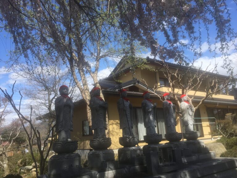 【神社仏閣巡り・さくら紀行】桜咲く！光明寺の枝垂れ桜！知られざる銘木！