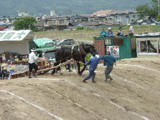 みちのく通信 「遠野馬力大会」を見に行くの巻！！！