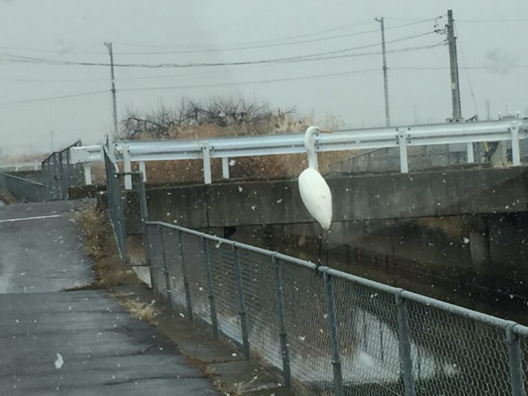 雪の舞う中、混んでいたので、農道に入ったら、行き成りサギが目の前に!　ちょいとビックリしたでござる!